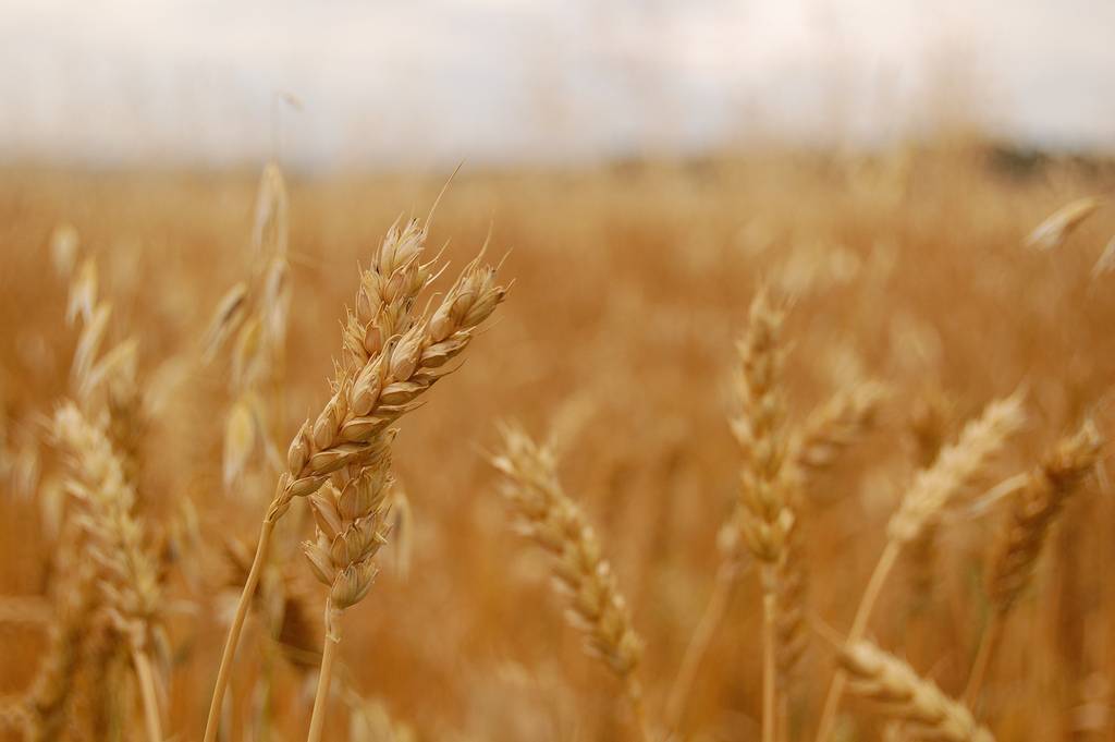 <a href="https://gevesdev25.monfutursite.io/wp-content/uploads/OK-BLE-20_dv-anglais.pdf">Soft winter wheat</a>
