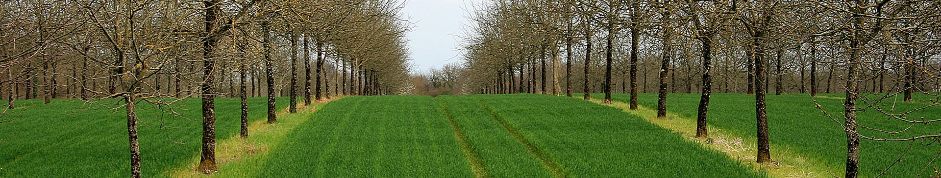 Agroforestry