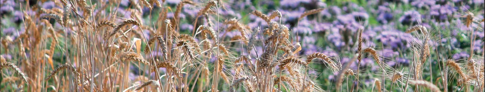 What is an Ecosystemic Plant ?