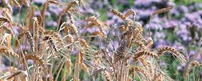 Agroecology