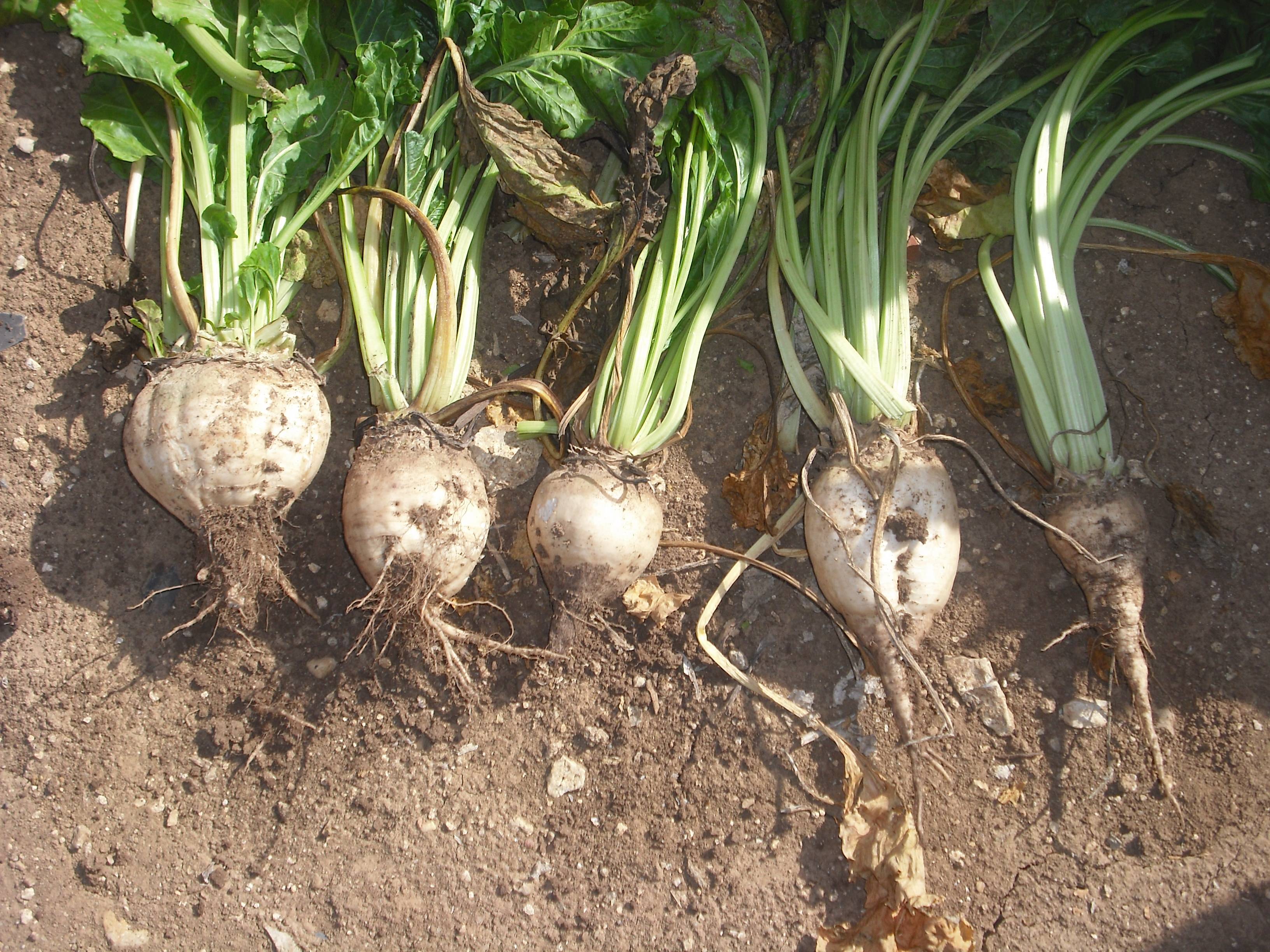 <a>Sugar beet</a>