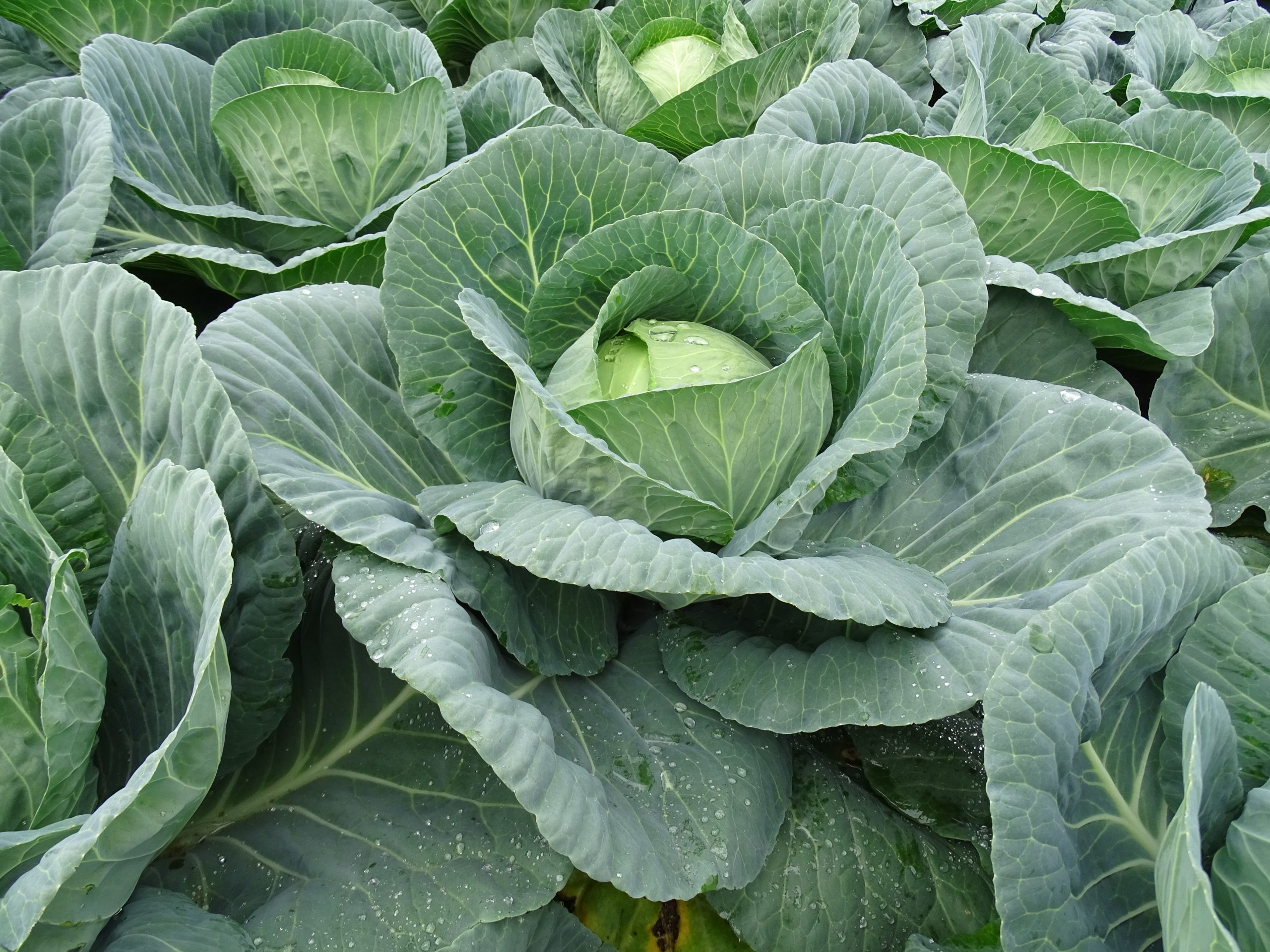 Cabbage