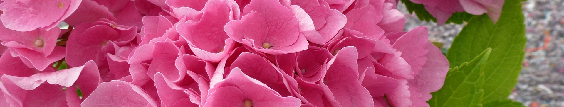Ornamental, Aromatic & Medicinal Plant Expertise