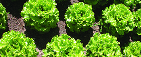 Lettuce