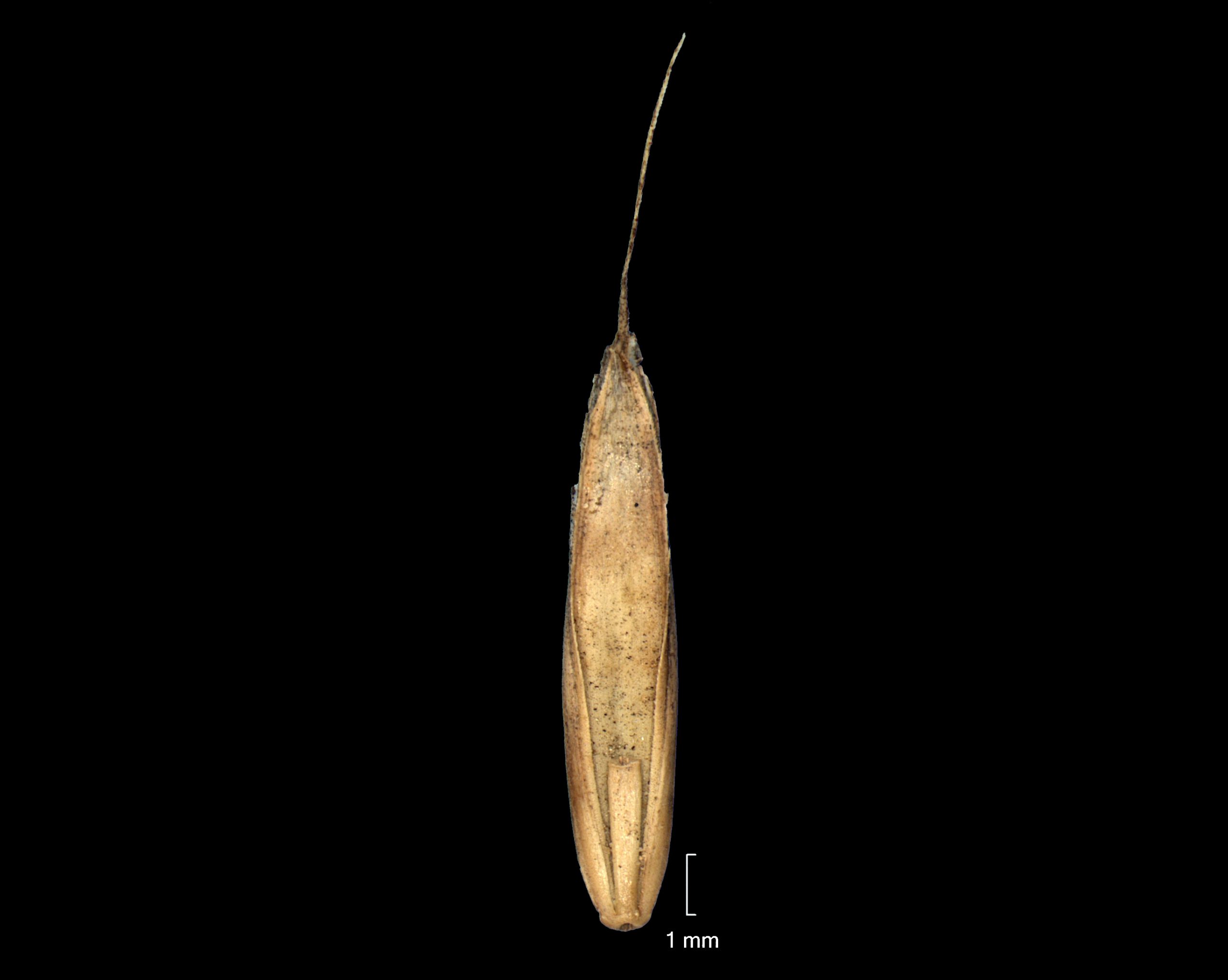 Lolium persicum