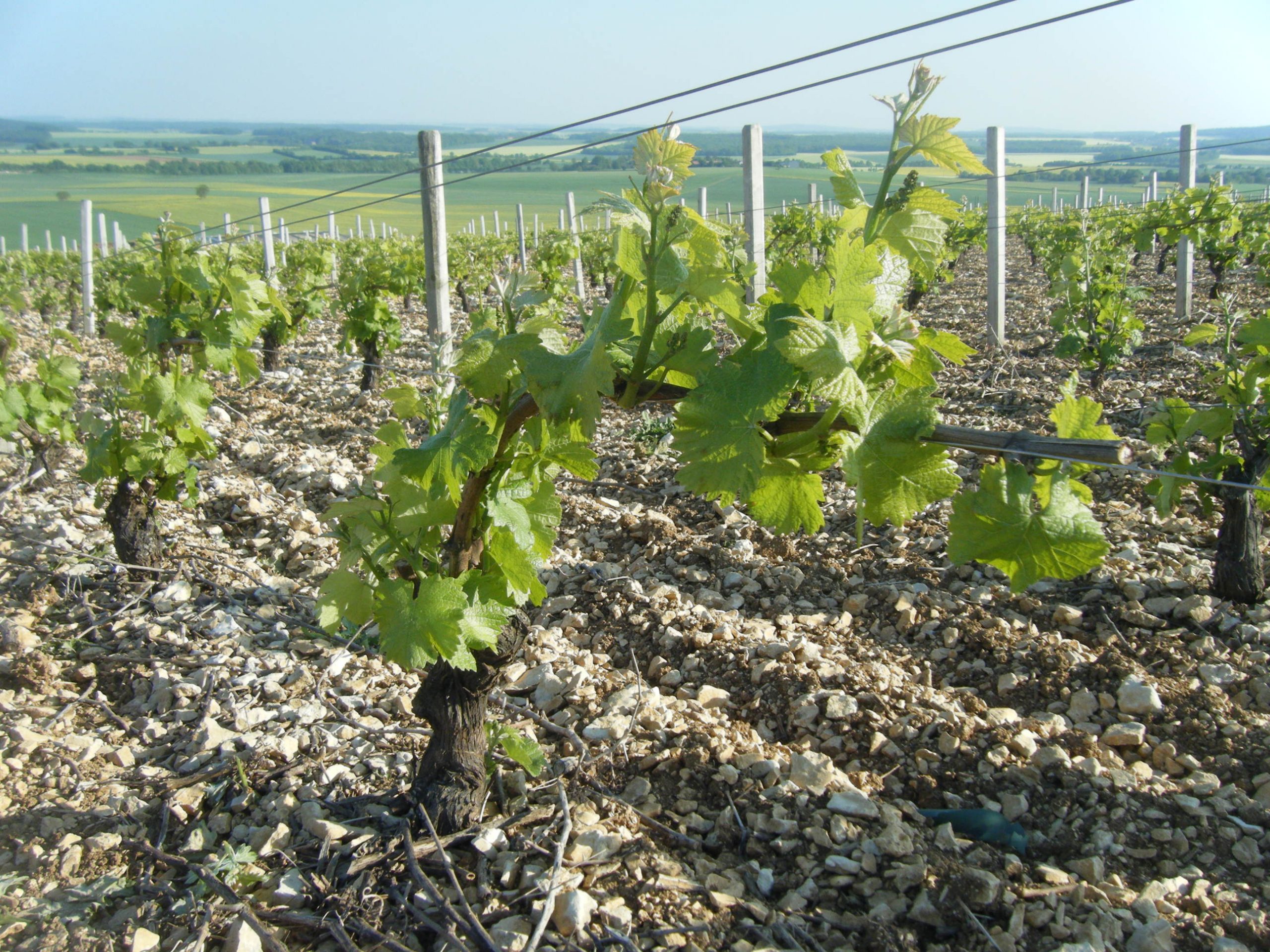 Plant Variety Protection