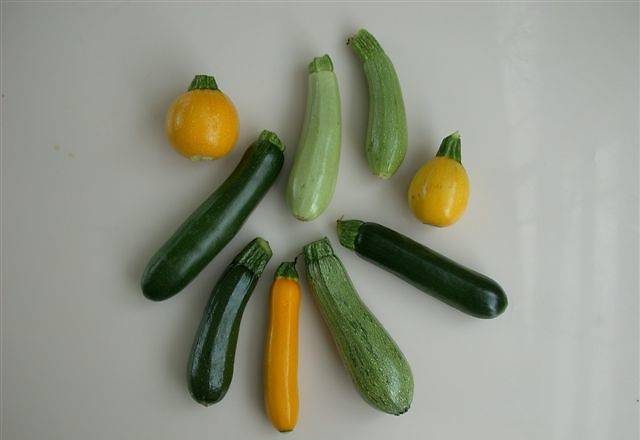 Squash / Vegetable marrow