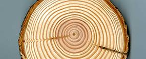Using Forest Reproductive Material