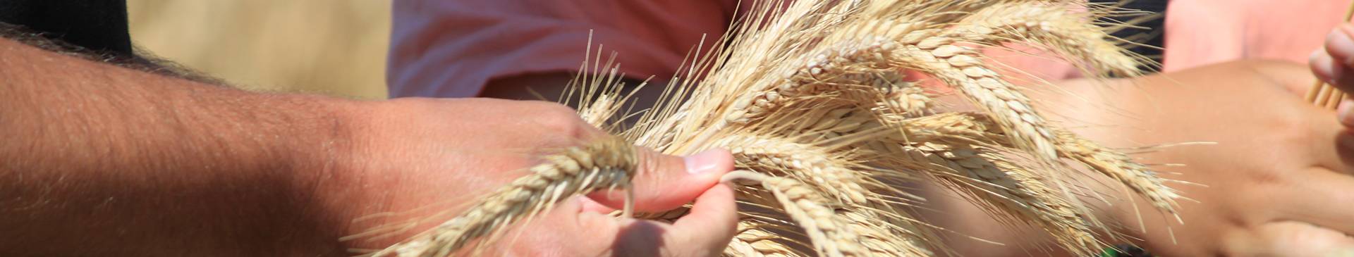 Variety & Seed Regulations