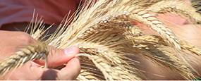 Plant & seed regulations
