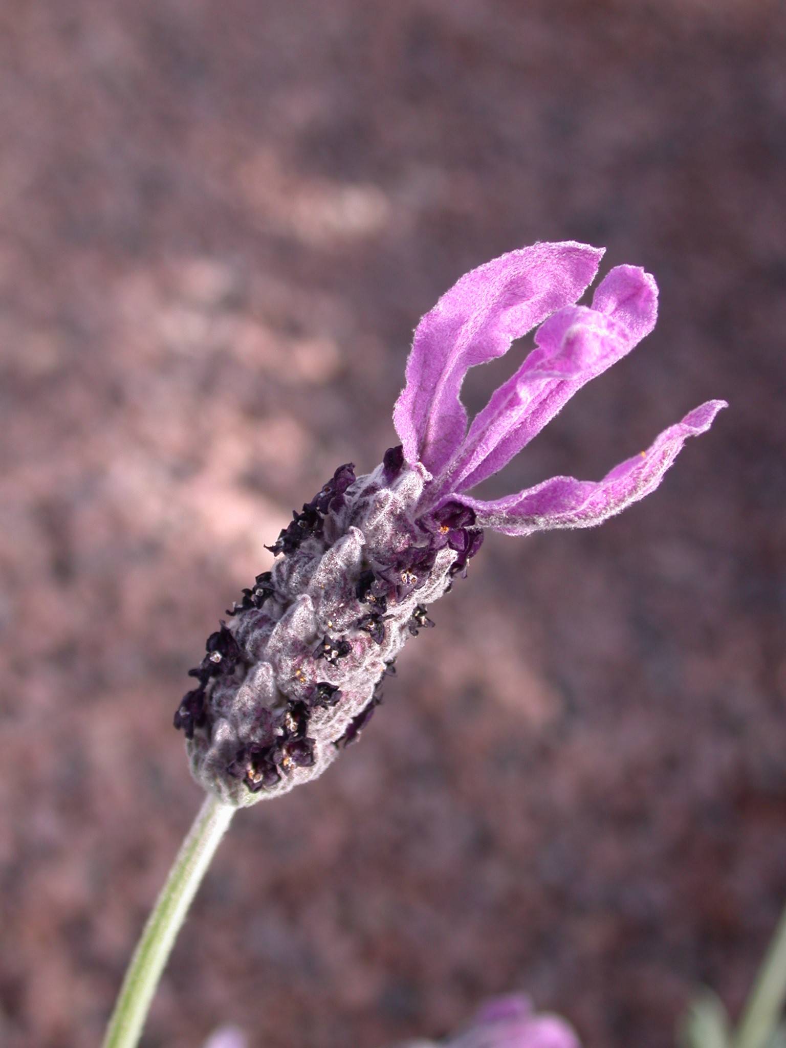 Plant Variety Protection