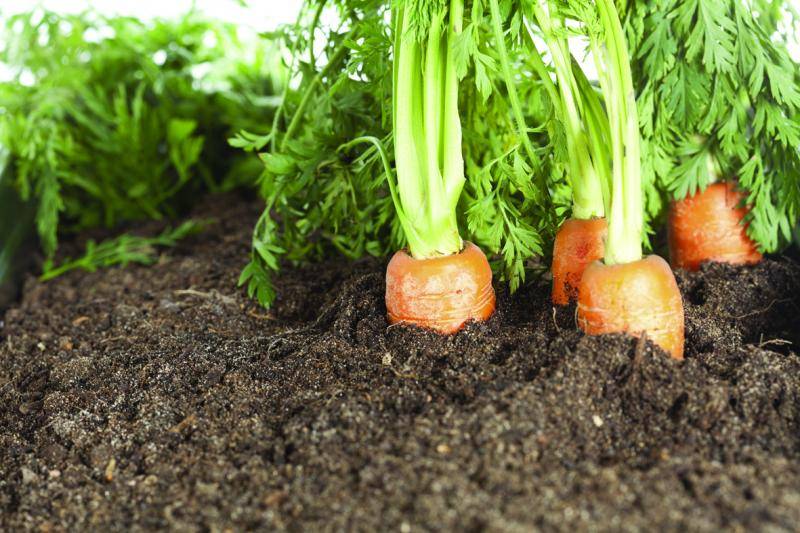 Carrot