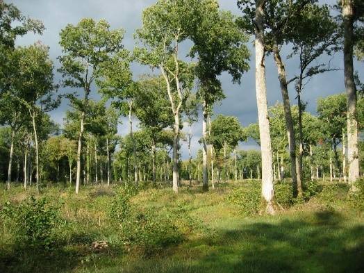 Overview of Forests in France
