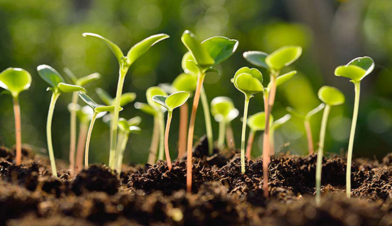 Plant resistance to pests & diseases