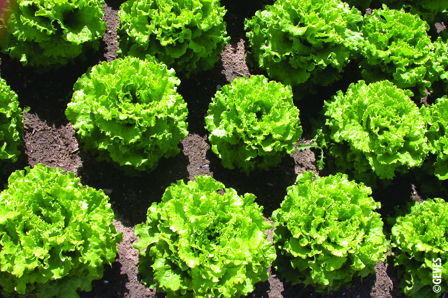 Marketing and Certification of Seeds and Propagating Material of Vegetable Species