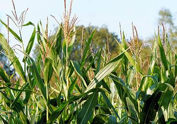Plant Variety Protection