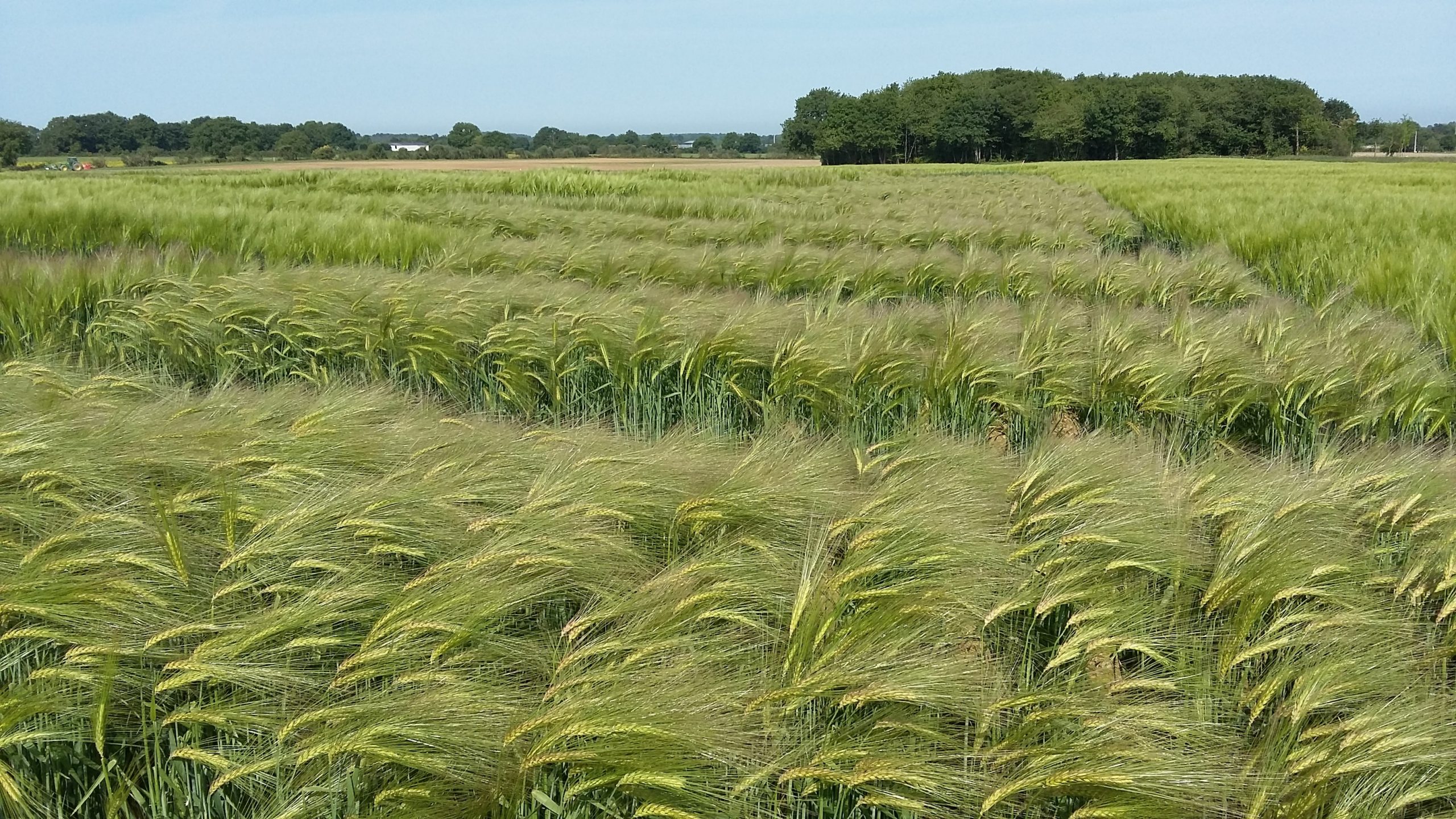 Organic Varieties Suitable for Organic Production
