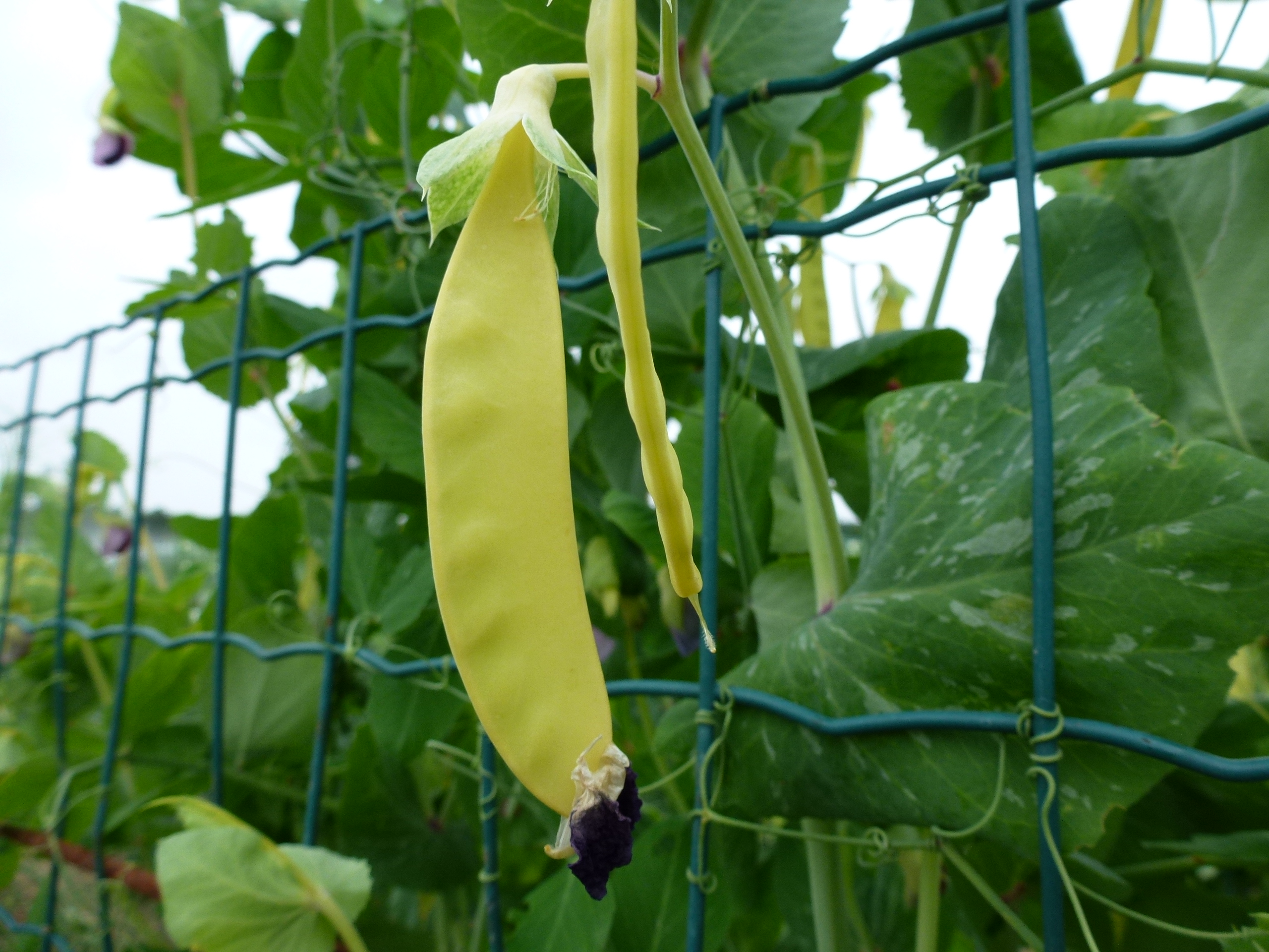 Pea