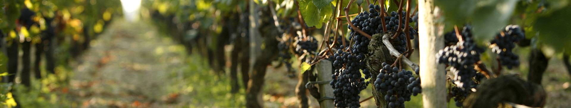 Registration of Vine Varieties in the French Catalogue