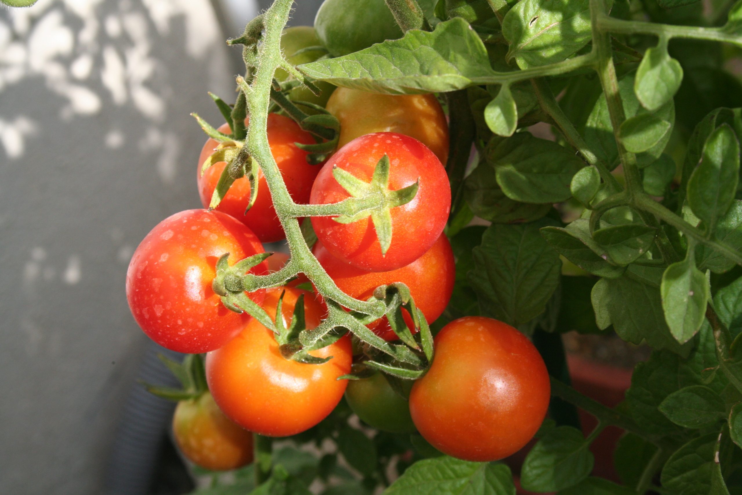 Tomato