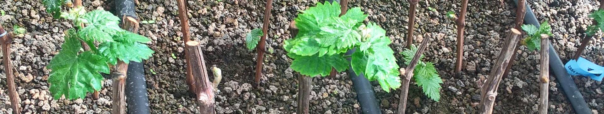 Marketing of Vine Material